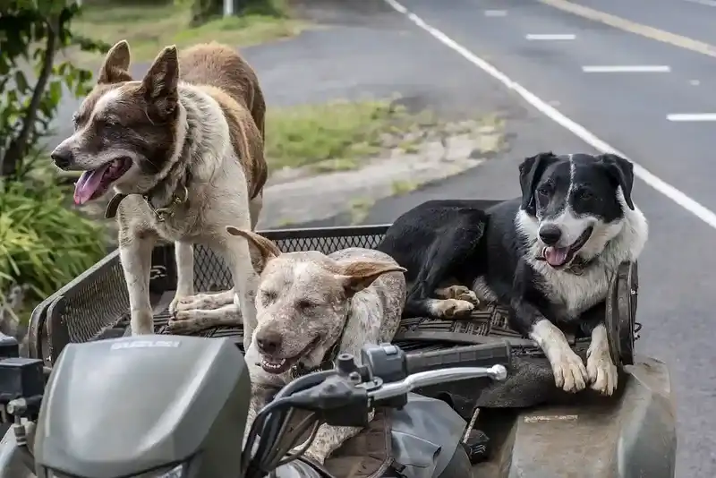 Hunde unterwegs Motorrad
