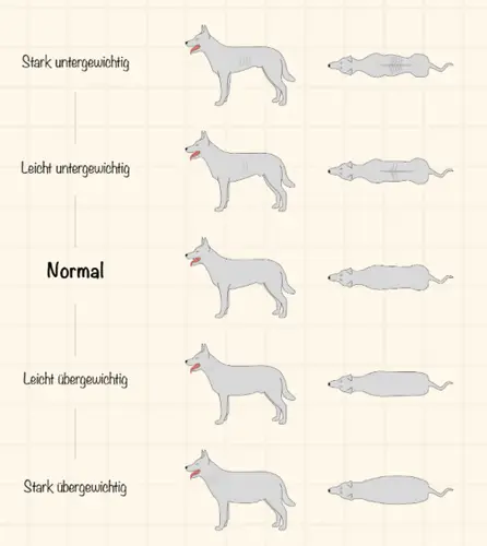 Idealfigur beim Hund