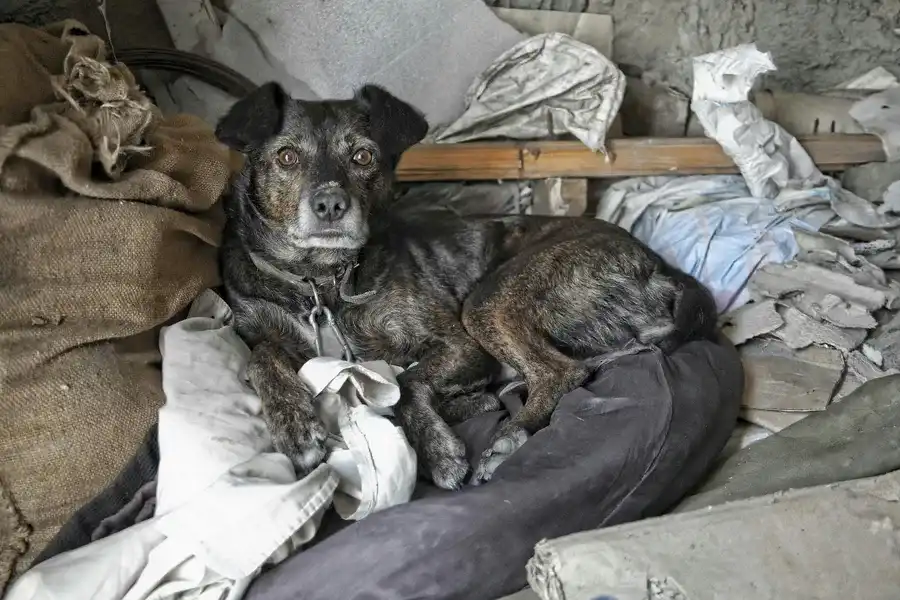 Tierschutzhund Kettenhund