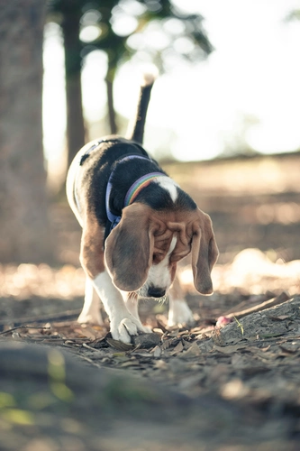 beagle graben