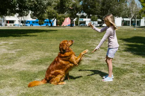 Golden Retriever als Familienhund