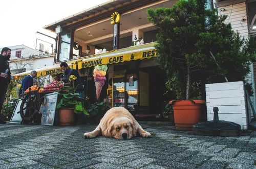 Hund im Restaurant - essengehen mit Hund