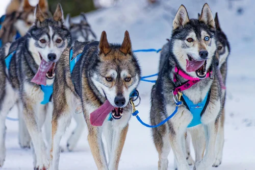 Husky Schlittenrennen