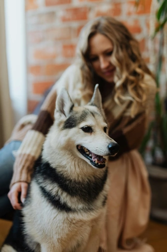 Husky mit Besitzer