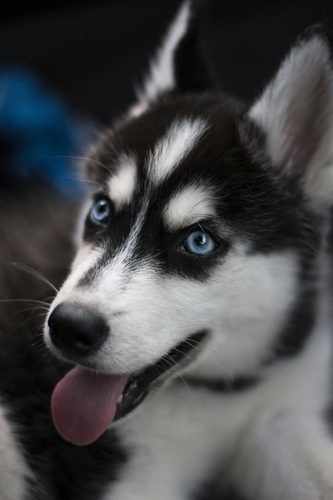 Husky