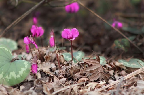 Alpenveilchen giftige Gartenpflanze