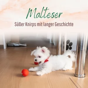 Blogbeitrag - Malteser