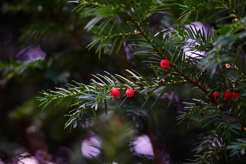 Eibe giftige Gartenpflanze