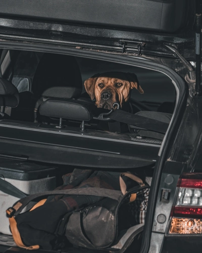 Hund Autofahren mit Hund