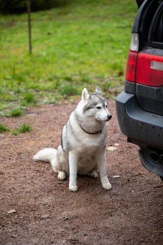 Hund am Auto