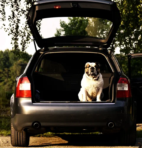 Hund im Auto