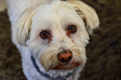 Malteser Augen