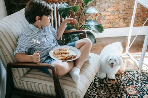 Malteser Familienhund