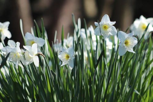 Osterglocken giftige Gartenpflanze
