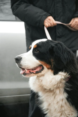 Berner Sennen