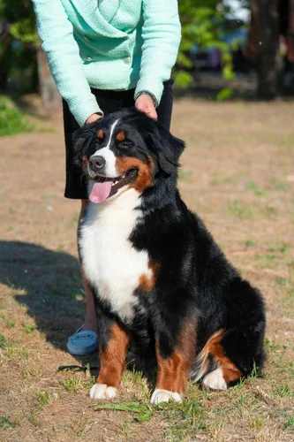 Bernersennenhund