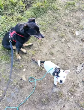 Bruno und Archie