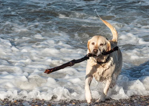 Hund am Meer spielen