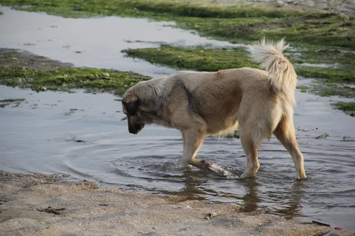 Hund am Strand