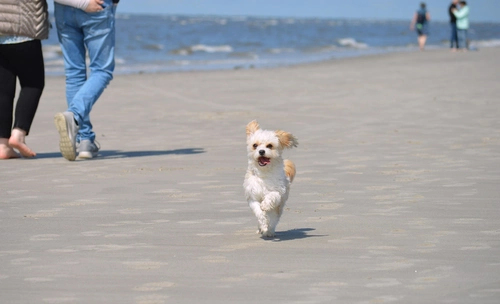Hundestrand