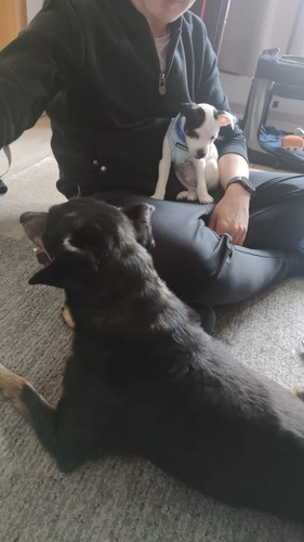 Kennenlernen Bruno und Archie