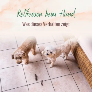 Blogbeitrag Kotfressen beim Hund