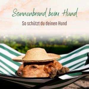 Blogbeitrag Sonnenbrand beim Hund