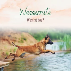 Blogbeitrag Wasserrute