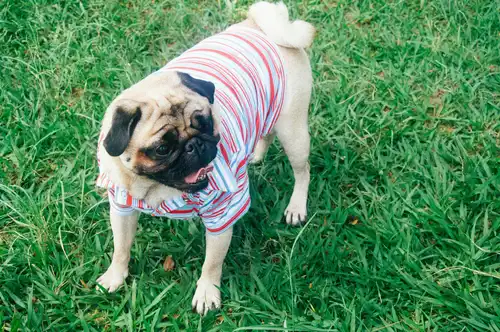 Hund Tshirt