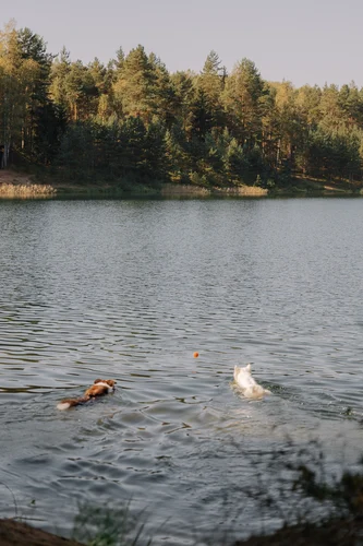 Hund Wasserrute