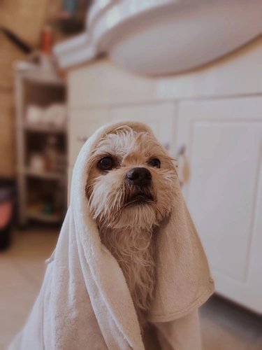 Hund abtrocknen