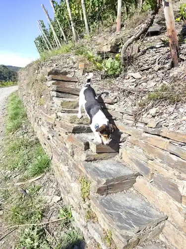 Wandern mit Hund