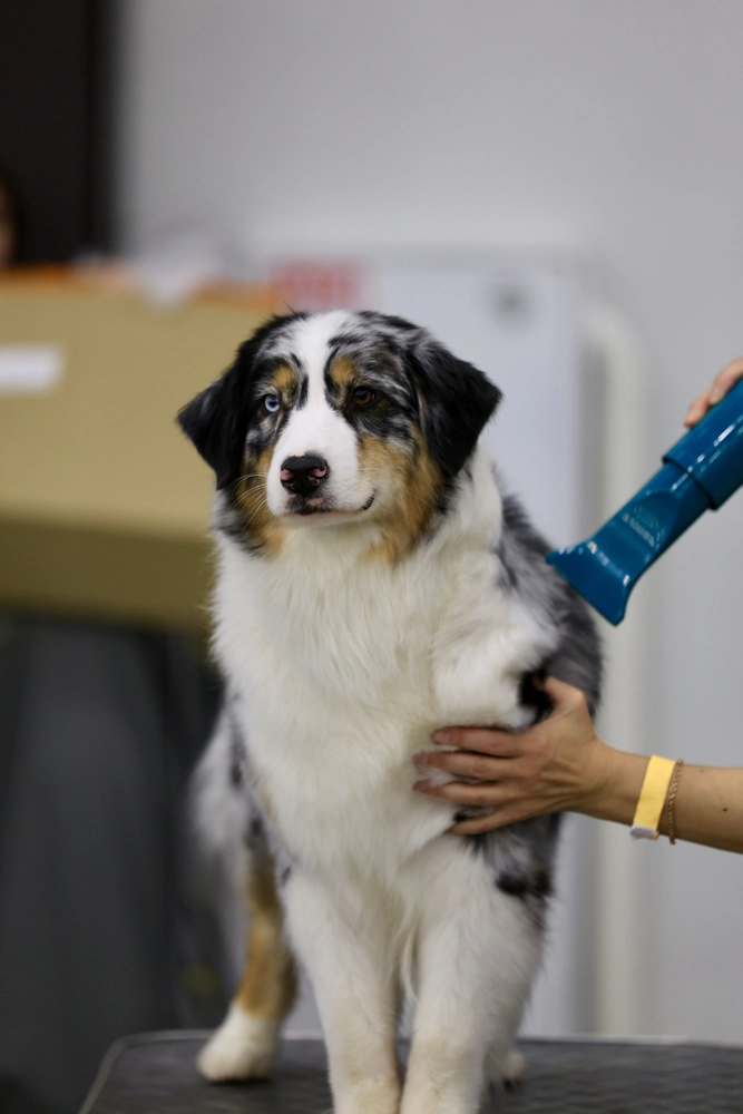 Australian Shepherd Fellpflege