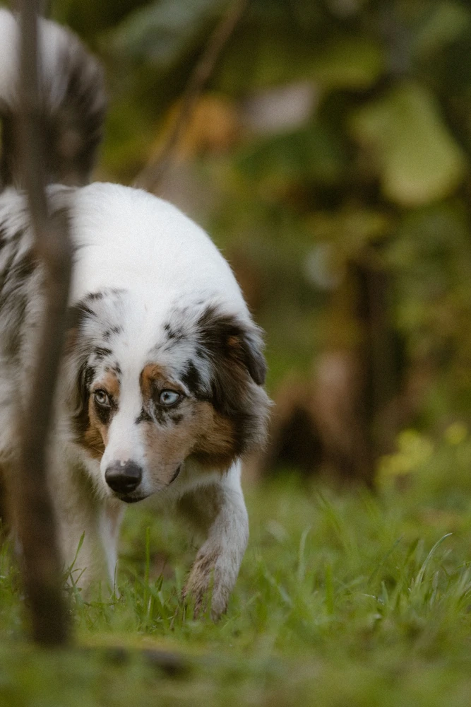 Australian Shepherd beim hüten