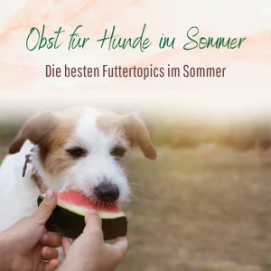 Blogbeitrag Obst für Hunde im Sommer
