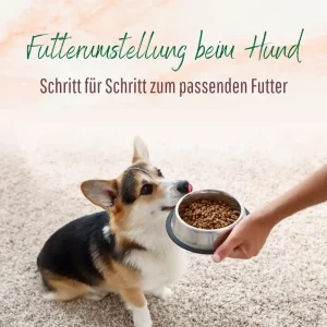 Futterumstellung beim Hund