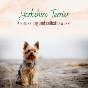 Blogbeitrag Yorkshire Terrier