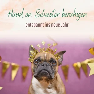 Hund zu Silvester beruhigen