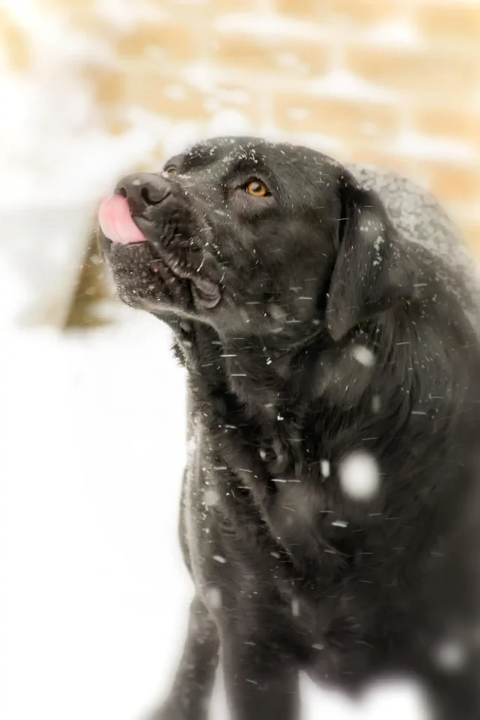 Immunsystem beim Hund stärken im Winter