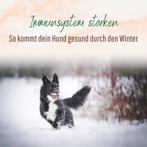 Immunsystem beim Hund stärken im Winter
