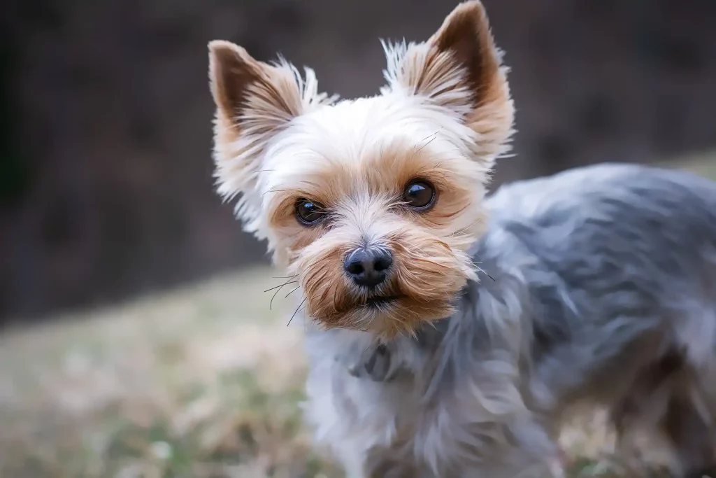 Yorkshire Terrier Rassebild