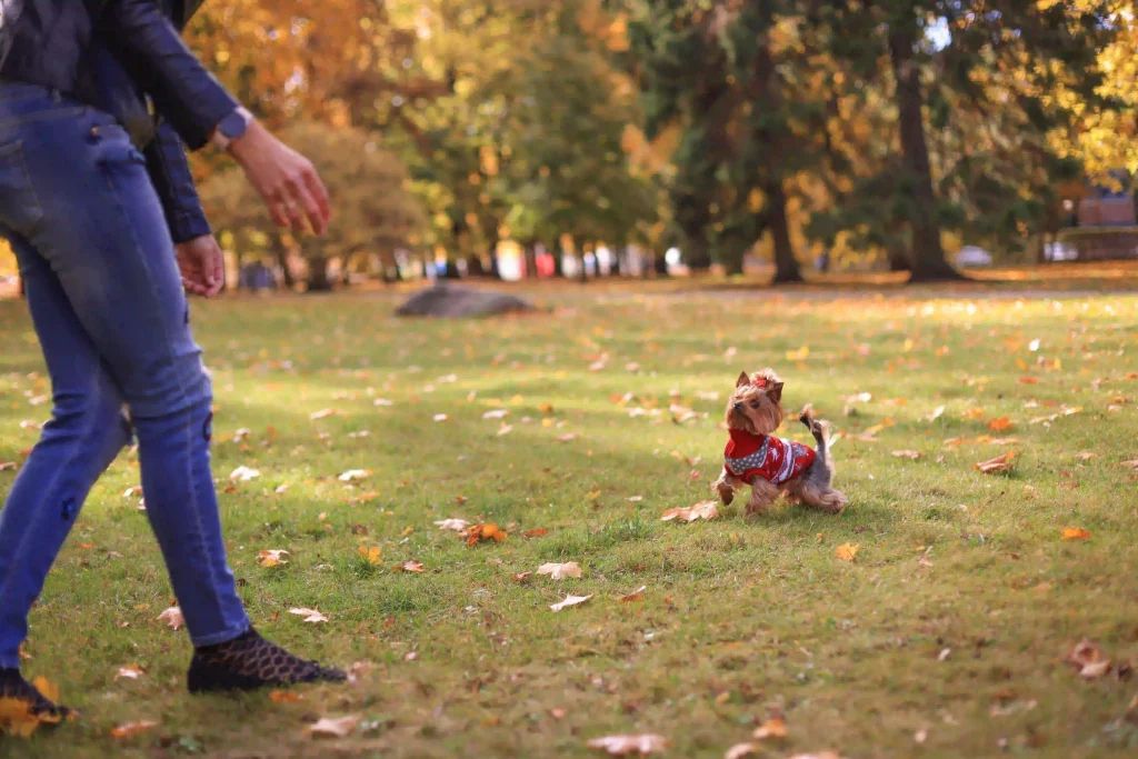 Yorkshire Terrier spielen