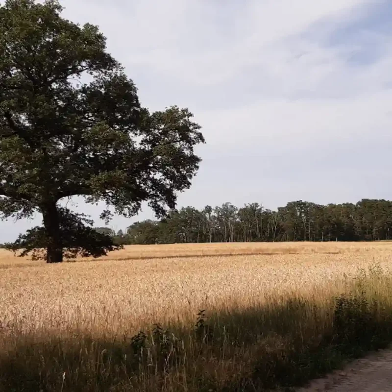 Schnauzenschmaus Futterberatung Feld mit Baum | gutes Hundefutter